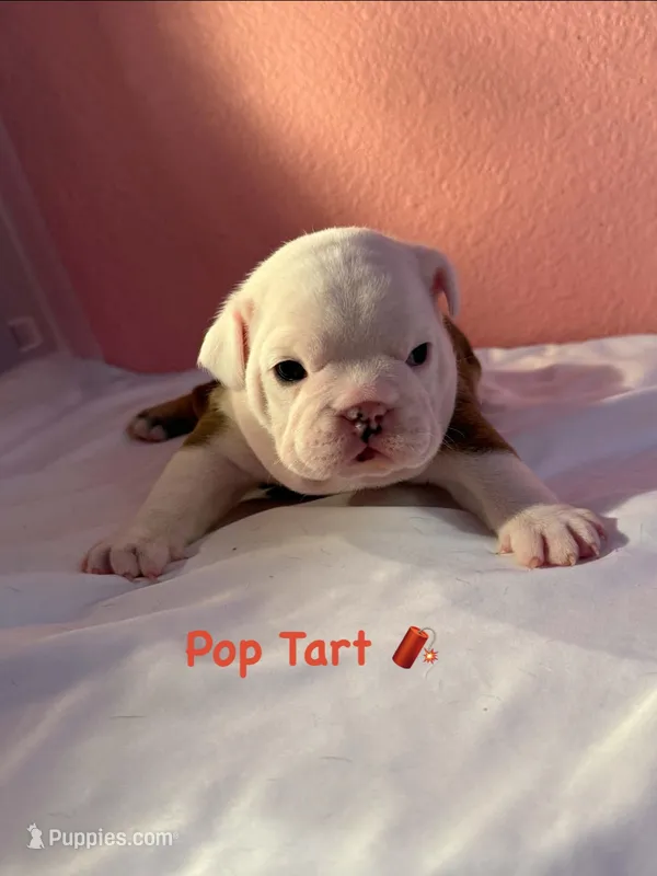 Pop Tart – English Bulldog puppy for sale in Alba, TX