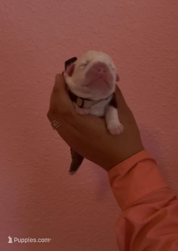 Panda – English Bulldog puppy for sale in Alba, TX