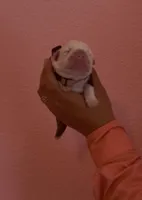 Panda, a female English Bulldog for sale in Alba, TX – Photo 1 of 2