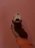 Panda, a female English Bulldog for sale in Alba, TX – Photo 2 of 2