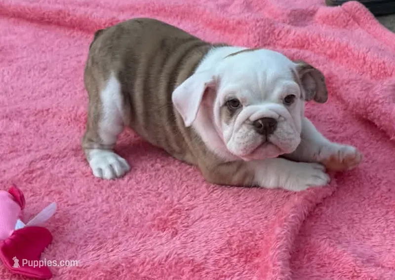 ‘Merica – English Bulldog puppy for sale in Alba, TX