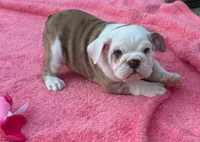 ‘Merica, a female English Bulldog for sale in Alba, TX – 1 of 10