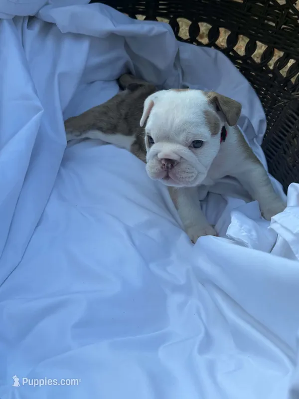 ‘Merica – English Bulldog puppy for sale in Alba, TX