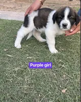 Girl 2 , a female Saint Bernard for sale in Alba, TX – Photo 1 of 2