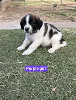 Girl 2 , a female Saint Bernard for sale in Alba, TX – Photo 2 of 2