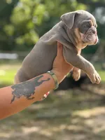 Paw Wall, a male English Bulldog for sale in Alba, TX – 2 of 10