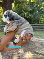Boomer, a male English Bulldog for sale in Alba, TX – 2 of 7