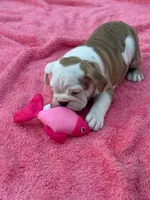 ‘Merica, a female English Bulldog for sale in Alba, TX – 2 of 10