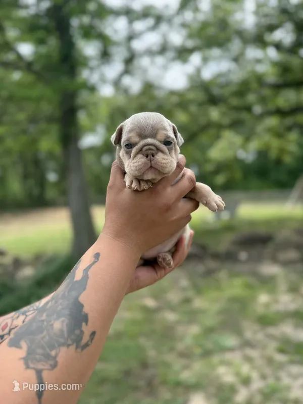 Aspen – English Bulldog puppy for sale in Alba, TX