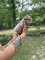 Aspen, a female English Bulldog for sale in Alba, TX – Photo 2 of 3
