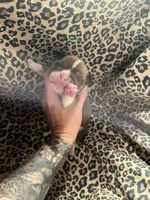 Zeplin, a male English Bulldog and American Bully for sale in Alba, TX – Photo 2 of 4