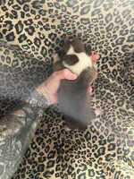 Zeplin, a male English Bulldog and American Bully for sale in Alba, TX – Photo 3 of 4