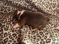 Zeplin, a male English Bulldog and American Bully for sale in Alba, TX – Photo 4 of 4