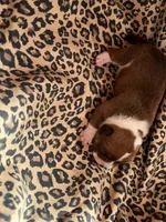 Zeplin, a male English Bulldog and American Bully for sale in Alba, TX – Photo 1 of 4