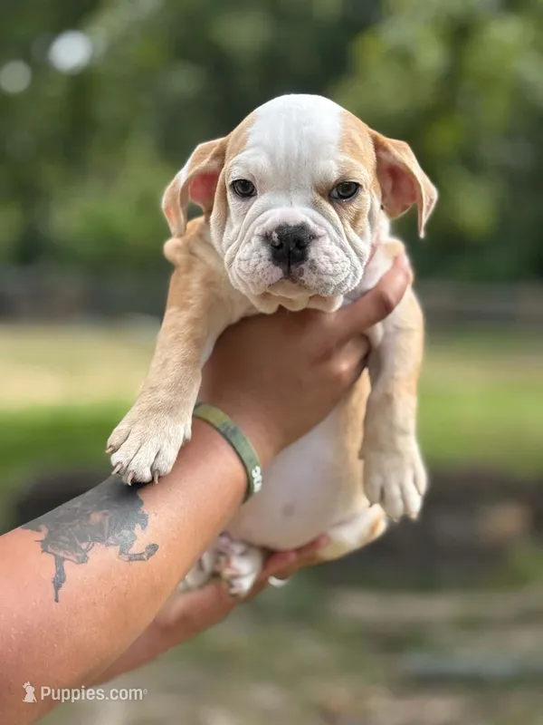 McLovin  – English Bulldog puppy for sale in Alba, TX