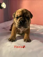 Fizzle, a male English Bulldog for sale in Alba, TX – 3 of 4
