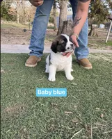 Boy, a male Saint Bernard for sale in Alba, TX – Photo 2 of 2