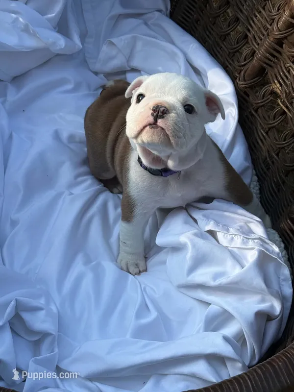 Pop Tart – English Bulldog puppy for sale in Alba, TX