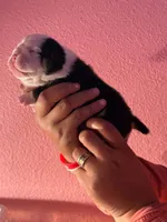 Binx, a male English Bulldog for sale in Alba, TX – 3 of 5