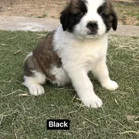 Boyy, a male Saint Bernard for sale in Alba, TX – Photo 2 of 3