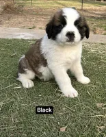 Boyy, a male Saint Bernard for sale in Alba, TX – Photo 2 of 3