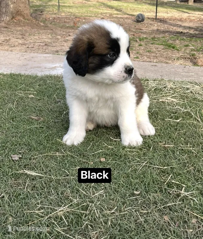 Boyy, a male Saint Bernard for sale in Alba, TX – Photo 1 of 3