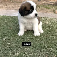 Boyy, a male Saint Bernard for sale in Alba, TX – Photo 1 of 3