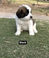 Boyy, a male Saint Bernard for sale in Alba, TX – Photo 1 of 3