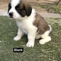 Boyy, a male Saint Bernard for sale in Alba, TX – Photo 3 of 3
