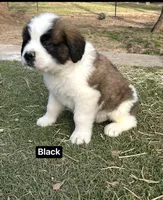 Boyy, a male Saint Bernard for sale in Alba, TX – Photo 3 of 3