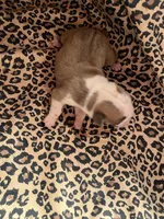 Avril, a female English Bulldog and American Bully for sale in Alba, TX – Photo 1 of 3