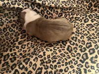 Avril, a female English Bulldog and American Bully for sale in Alba, TX – Photo 2 of 3