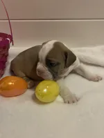 Avril, a female English Bulldog and American Bully for sale in Alba, TX – Photo 2 of 6