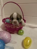 Avril, a female English Bulldog and American Bully for sale in Alba, TX – Photo 3 of 6