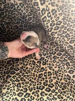 Avril, a female English Bulldog and American Bully for sale in Alba, TX – Photo 3 of 3