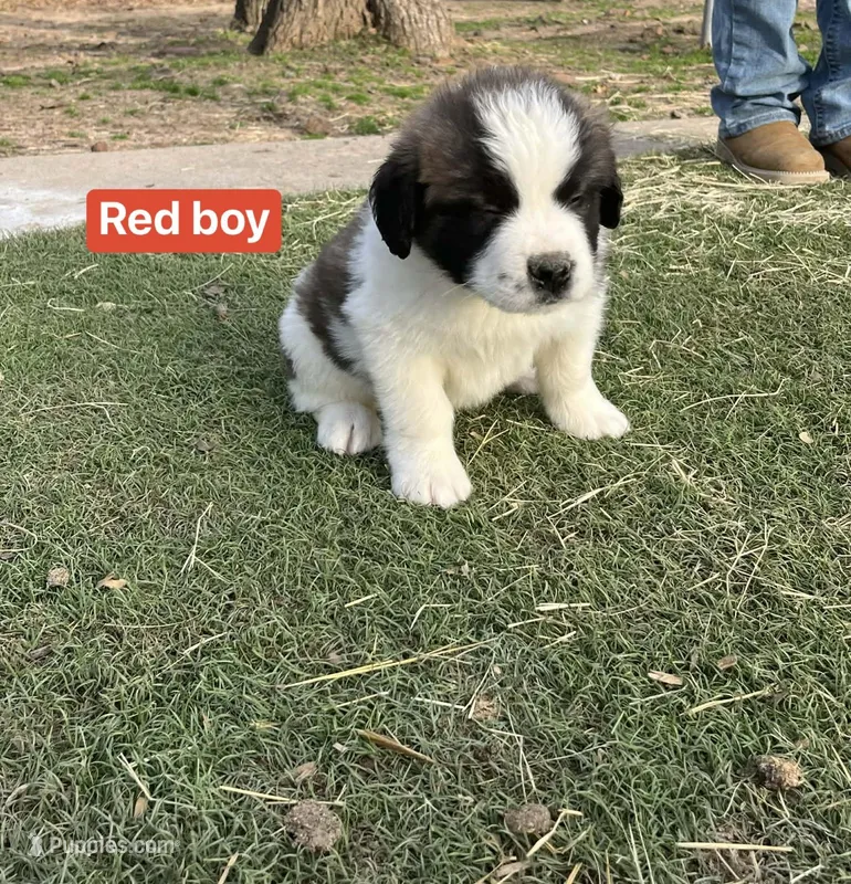 Red boy