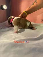 ‘Merica, a female English Bulldog for sale in Alba, TX – 3 of 4