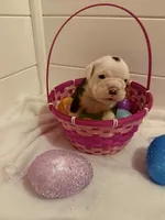 Panda, a female English Bulldog for sale in Alba, TX – Photo 2 of 8