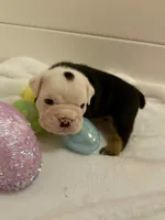 Panda, a female English Bulldog for sale in Alba, TX – Photo 6 of 8