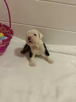 Panda, a female English Bulldog for sale in Alba, TX – Photo 4 of 8