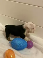 Panda, a female English Bulldog for sale in Alba, TX – Photo 5 of 8