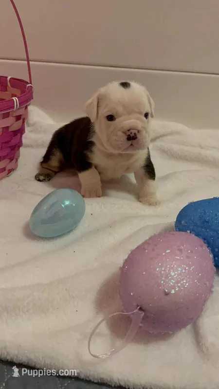 Panda – English Bulldog puppy for sale in Alba, TX