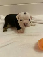 Panda, a female English Bulldog for sale in Alba, TX – Photo 3 of 8