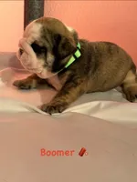 Boomer, a male English Bulldog for sale in Alba, TX – 2 of 3