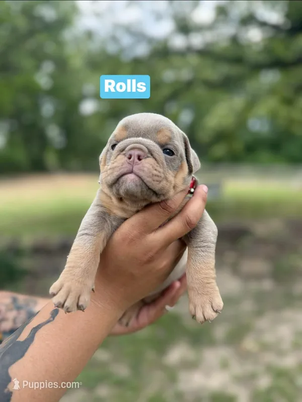 Rolls  – English Bulldog puppy for sale in Alba, TX