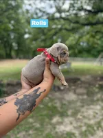 Rolls , a male English Bulldog for sale in Alba, TX – Photo 2 of 3