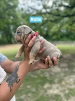 Rolls , a male English Bulldog for sale in Alba, TX – Photo 3 of 3