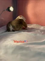 ‘Merica, a female English Bulldog for sale in Alba, TX – 2 of 4