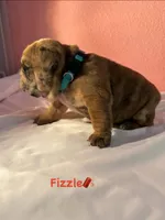 Fizzle, a male English Bulldog for sale in Alba, TX – 2 of 4