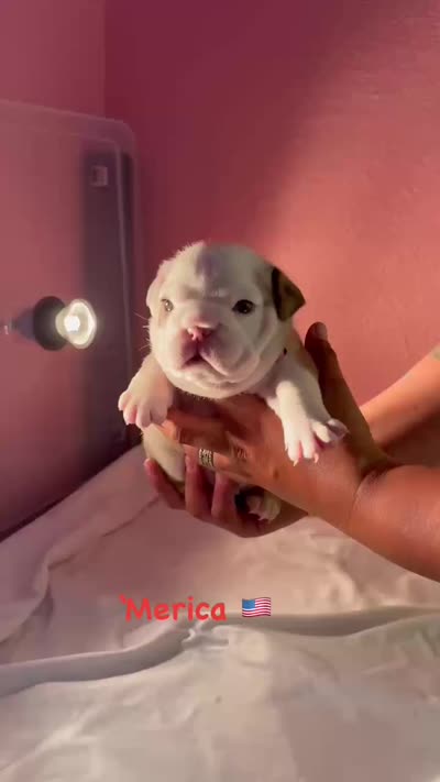 ‘Merica, a female English Bulldog for sale in Alba, TX – 4 of 4